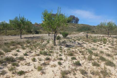 Tomillo entre almendros.